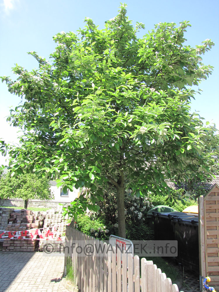 Sorbus aria Magnifica 01 Baum.JPG